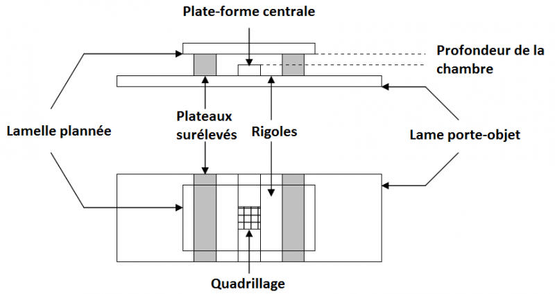 Fichier:Hematimetre.png